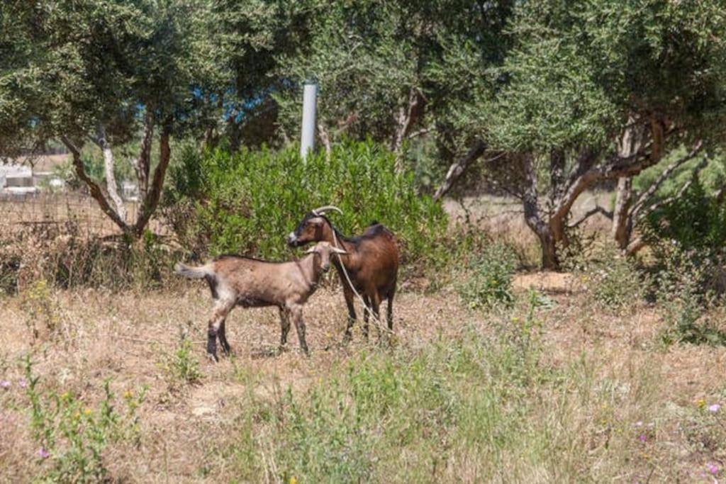 Olive Tree Farm 200M From The Beach Villa Episkopi-Chania Екстериор снимка