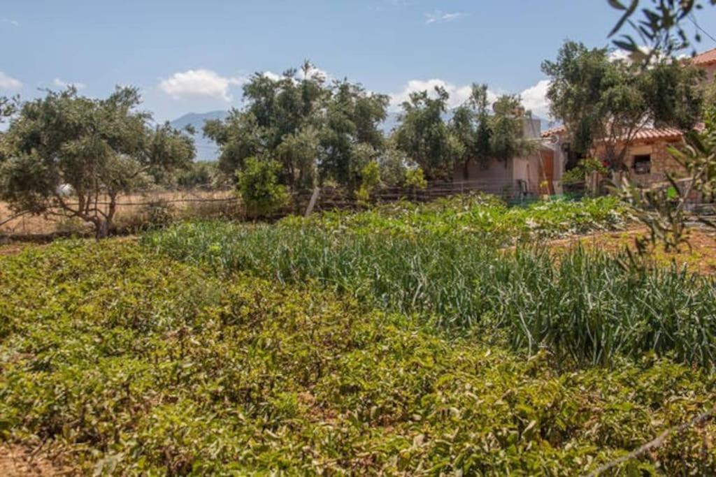 Olive Tree Farm 200M From The Beach Episkopi-Chania Екстериор снимка