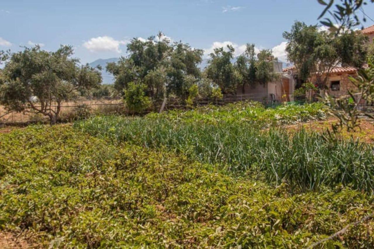 Olive Tree Farm 200M From The Beach Villa Episkopi-Chania Екстериор снимка